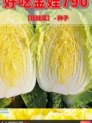 正宗四季娃娃菜种子#蔬菜种子 #阳台种植 #在家种菜 #种菜
