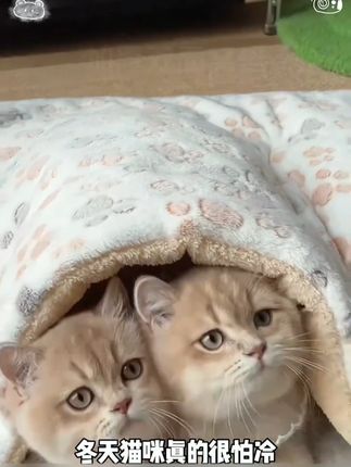 快给小猫小狗安排一个暖和又舒服的垫子吧,品质老好了,价格超实惠 #宠物垫 #萌宠好物