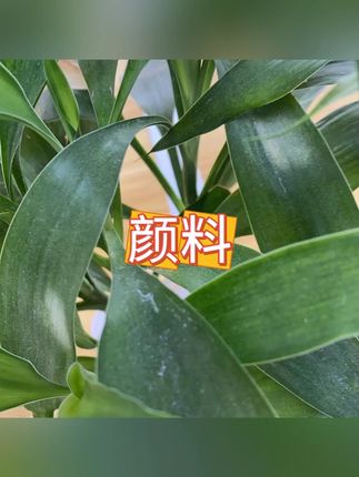 颜料 #绘画 #美术材料 #手工DIY #创意画作 #水洗颜料