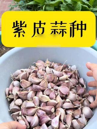 今年的蒜种到货了,依旧是紫皮香蒜,这品种好吃,香味浓郁!#大蒜