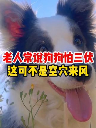 老人常说狗怕三伏这可不是空穴来风 #萌宠出道计划 #养狗经验分享 #科学养宠攻略 #养狗人 #萌宠
