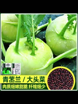 四季水果苤兰种子农科院蔬菜良种翠玉青苤蓝菜球有机皮兰蔬菜种子 #苤蓝种子 #点击小黄车直接购买 #蔬菜种植 #蔬菜种子 #视频同款商品