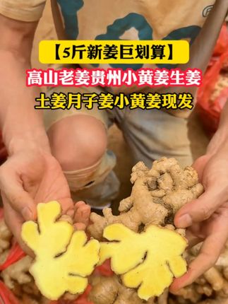 老品种小黄姜#新鲜老姜#现挖现发#姜#生姜#云南小黄姜