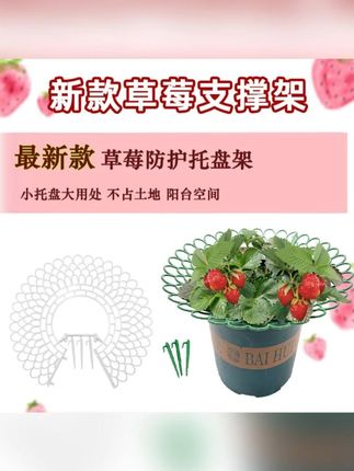 太阳花防倒伏托盘支架#太阳花 #防倒伏支架 #爱生活爱养花