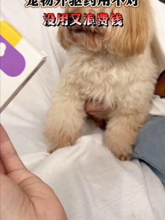 狗狗驱虫你可别不当回事 阿文让你好好驱虫#郝劭文推荐#宠物体外驱虫#狗狗