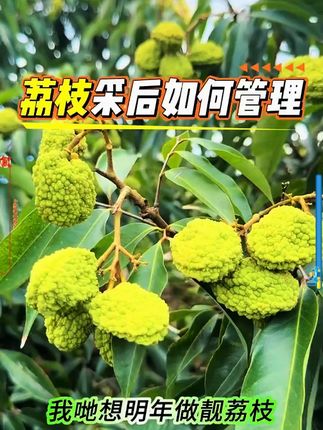 荔枝修剪之后如何管理 # 荔枝 # 种植 # 荔枝管理 # 荔枝修剪 # 农业种植