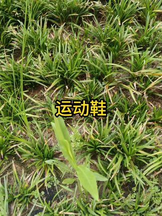 #运动鞋 #休闲鞋 #百搭鞋子