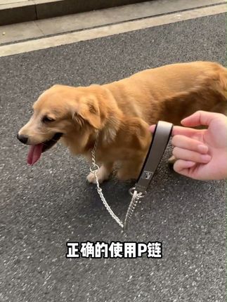 自从用了这个P链,遛狗真的轻松多了,防止爆冲让狗狗随行 #新手养狗 #养狗经验分享 #狗狗爆冲 #P链