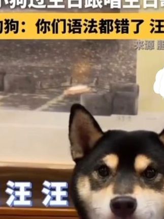 狗狗过生日跟唱生日歌 #萌宠