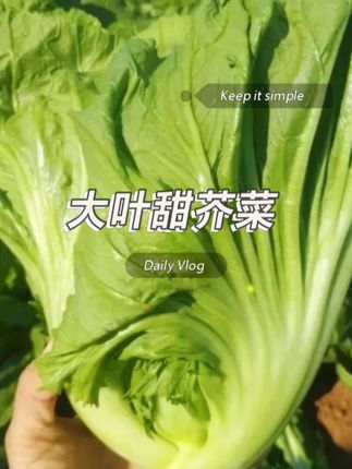 现在不知道种什么菜的朋友推荐你试试这个# 大叶甜芥... #蔬菜种子 #种子 #阳台小院均可种植