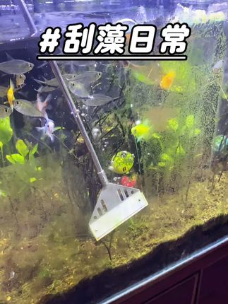 #刮藻解压#好用的刮藻刀#养鱼青年的故事#草缸除藻
