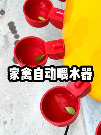 鸡鸭家禽自动饮水器小鸡饮水碗鸡鸭自动饮水器鸡喝水的自动饮水器#饮水器 #自动饮水器 #饮水碗 #家禽饮水碗 #家禽饮水器