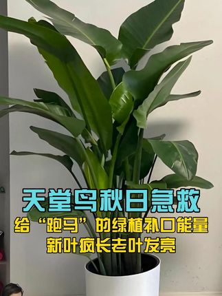 天堂鸟秋日急救 给“跑马”的绿植补口能量 新叶疯长老叶油亮 #天堂鸟 #天堂鸟绿植 #天堂鸟倒伏 #天堂鸟养护 #天堂鸟专用营养液