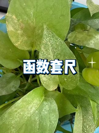 悟生函数套尺考试套装  #考试尺  #学习工具  #高考必备