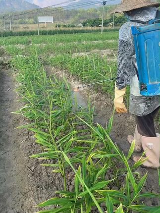 生姜得了姜瘟不要怕 推荐你试试它#生姜 #生姜种植 #种植小技巧