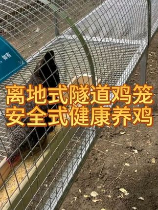 离地式隧道养鸡 抗酸碱耐腐蚀耐高温防老化#鸡笼#三农#鸡笼设备#养殖鸡鸭鹅 #创作者灵感
