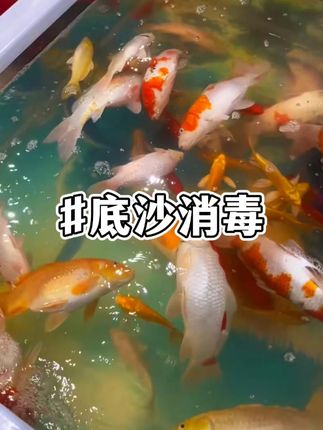 鱼缸底沙真的是最大的垃圾场...死鱼和他脱不开关系 #养鱼日记 #水族 #养鱼人