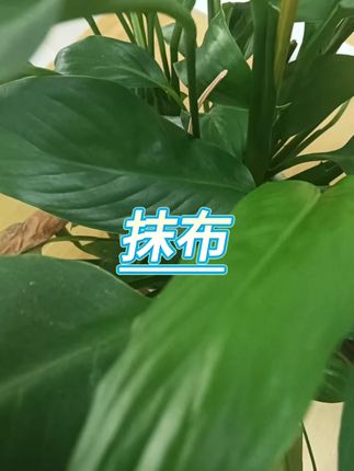 加厚洗碗抹布 #厨房清洁 #去油污 #吸水耐用 #百洁布 #实惠装