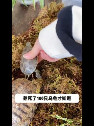 天气转凉,快给你家龟龟准备一个冬眠箱吧 #乌龟 #乌龟冬眠 #乌龟冬眠箱