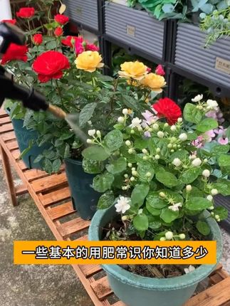 #花卉绿植 #爱生活爱养花 #种植小技巧 #花花草草 三元复合肥家用营养花卉百合玫瑰种菜养花肥料花期底肥硫酸钾