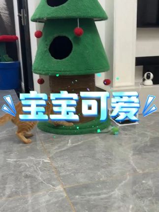 #记录猫咪日常 #萌宠日常记录 #萌宠出道计划 #傻猫的日常 #猫咪
