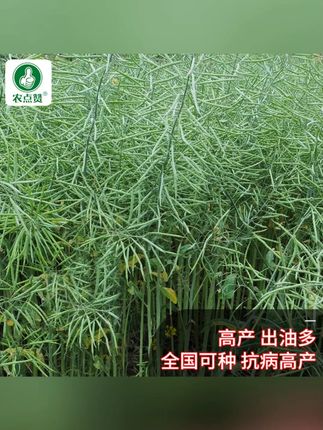 【ZS】高产油菜籽德5油778油菜种子抗病抗倒伏含油量高杂交油菜花籽#ZS高产油菜籽 #油菜种子 #抗病抗倒伏 #含油量高 #杂交油菜花籽