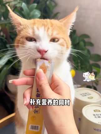 味当家主食猫条,新品上新拍两桶价格更划算哦#萌宠好物 #养猫人 #猫条推荐 #萌宠好物 #猫咪 #萌宠出道计划 #科学养宠攻略 #猫饭