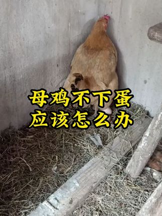 #雄牧下蛋宝 #农村散养土鸡土鸭 #科学养鸡小秘招 #养鸡人的辛酸 #养鸡人