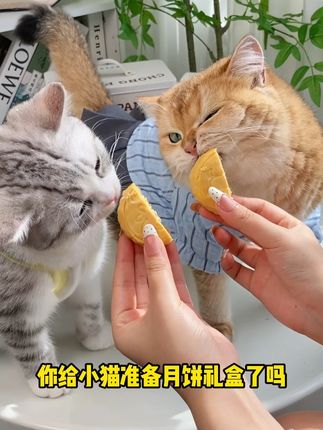 中秋节快到了!毛孩子也有自己的专属月饼啦!#宠物月饼 #狗狗月饼 #宠物月饼礼盒 #宠胖子 #中秋节