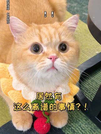 一只鱼蛋仔🐱
