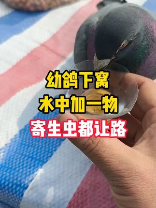 幼鸽下窝水中加一物,寄生虫都让路 #鸽子驱虫 #养鸽人 #鸽子养殖技术 #信鸽赛鸽