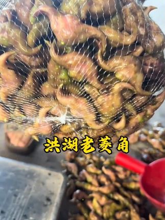 #洪湖菱角 1