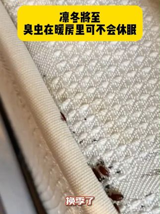臭虫怎么消灭才能消灭干净! #臭虫 #去除床虱最简单的方法 #臭虫药床上专用 #床虱怎么彻底去除 #床虱
