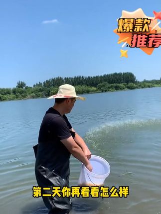 池塘肥水别再用化肥鸡粪了0715 #四大家鱼养殖 #鱼虾蟹养殖 #水产养殖 #水产人 #高密度养殖