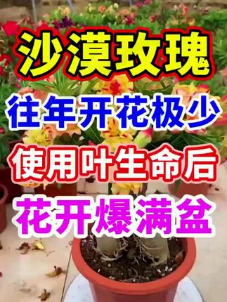 沙漠玫瑰专用药黄叶掉叶枯枝不开花绿叶壮苗促开花微生物菌肥