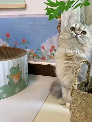 深坑猫抓板#猫抓板 #猫窝 #猫抓板窝 #猫抓板推荐 #不掉屑猫抓板推荐