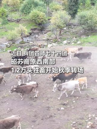 “搬家”大部队出发了!四师七十四团1.2万头牲畜开始秋季转场。#这就是兵团 #繁荣兵团 #转场 #牧民转场