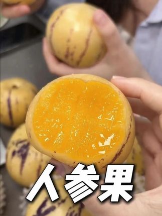 树上自然成熟的石林人参果 低糖低卡 水分超足#人参果熟了 #应季水果推荐 #云南石林人参果