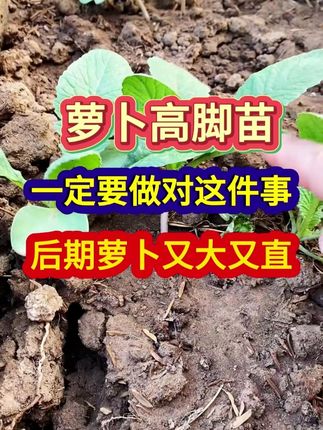 萝卜高脚苗一定要做对这件事后期萝卜又大又直 #萝卜种植 #萝卜种植技巧 #农业种植 #种植小技巧 #分享农业知识帮农民增产增收