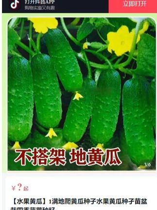 二茬黄瓜,不搭架,满地爬#黄瓜种子 #在家种菜 #阳台小院均可种植