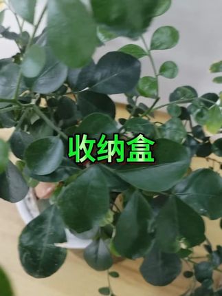 化妆品收纳盒  #桌面整理  #透明设计  #口红收纳