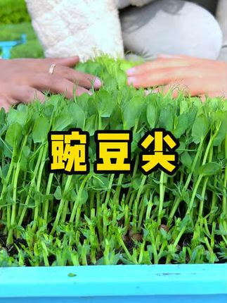 你还没在家种上这个#豌豆尖 吗,赶紧种起来吧,用不了多久就有新鲜菜吃 #家庭种植 #蔬菜种子 #水培蔬菜