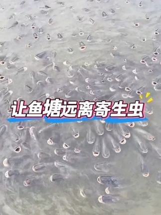 #水产养殖 #四大家鱼养殖 处理鱼塘寄生虫,不伤水不伤鱼,兑水大量稀释泼洒