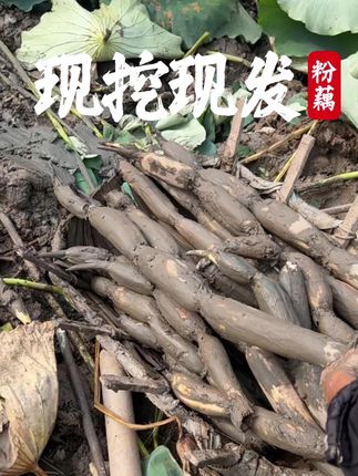 莲藕采挖现场,咱基地的莲藕就是品质好 莲藕采挖现场,咱基地的莲藕就是品质好#洪湖粉藕 #莲藕