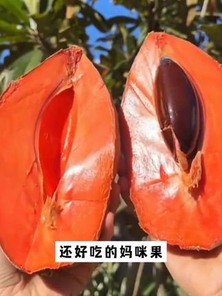 #妈咪果 比榴莲还好吃,适合家里阳台花盆小院种植,种植非常简单#优质农产品