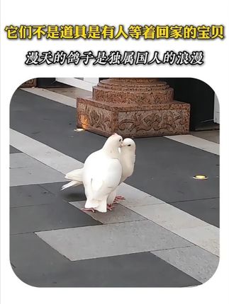 歌唱我们亲爱的祖国,从此走向繁荣富强 #升旗仪式 #天安门升旗 #鸽子 #天安门藏书票