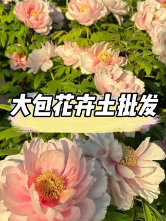 这个营养土蓬松透气养分足 #营养土 #爱生活爱养花 #种菜养花营养土 #土壤