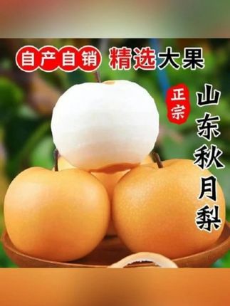 真秋月山东莱阳秋月梨5斤包邮新鲜水果梨子脆梨当季大果~ #新鲜应季水果 #秋月梨 #水果 #种水果 #应季水果