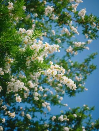 #穿搭#显瘦穿搭#小个子穿搭#夏季穿搭#裤子cdb