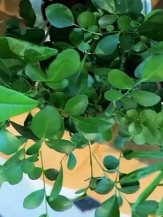 二十多块钱到手四盆绿植,太值啦,而且还是带盆的,夏天摆几盆在家里,心情都很美丽! #绿植 #绿植盆栽 #室内盆栽 #花卉绿植 #绿植花卉